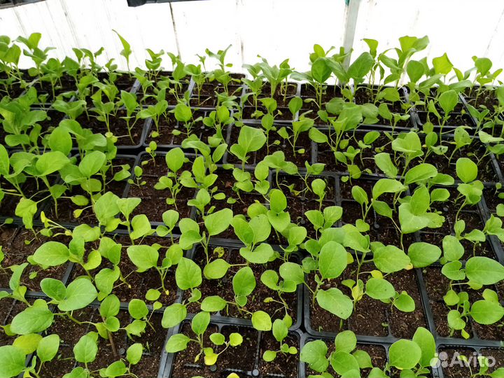 Рассада помидор и перцев