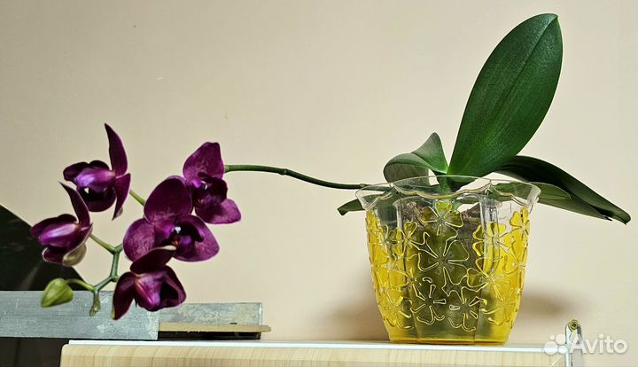 Орхидея фаленопсис пилорик