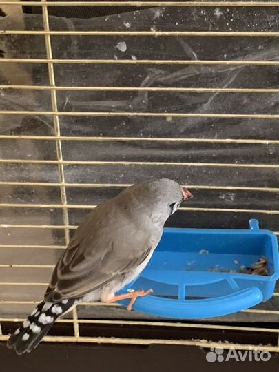 Зебровые амадины