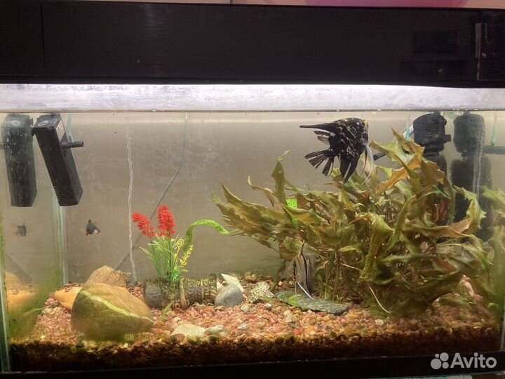 Аквариум со всем содержимым и рыбками