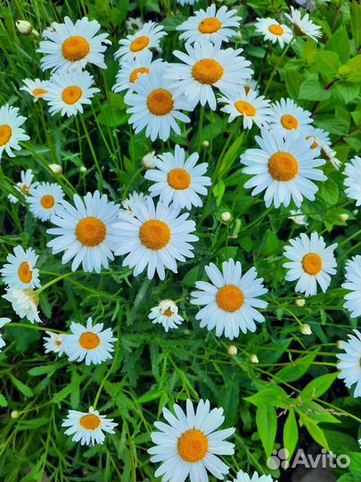 Белые красавицы сада