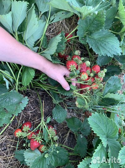 Усы клубники (виктории)