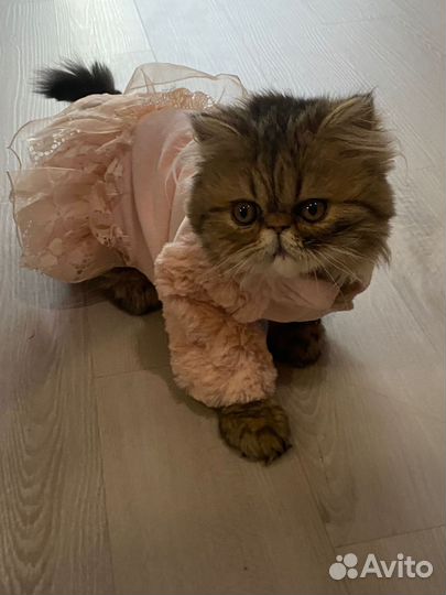 Персидские котята