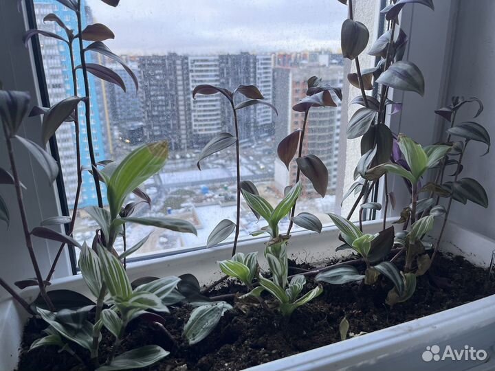 Фикус бенджамина