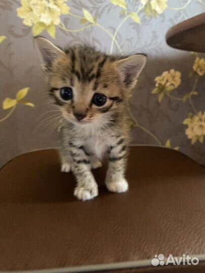 Кошки в добрые руки