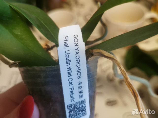 Орхидея дикий кот купить в Москве | Товары для дома и дачи | Авито