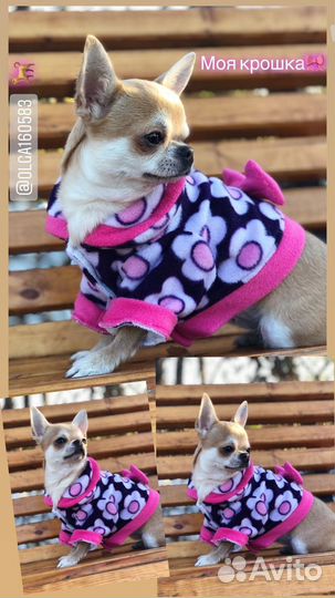 Одежда для собак