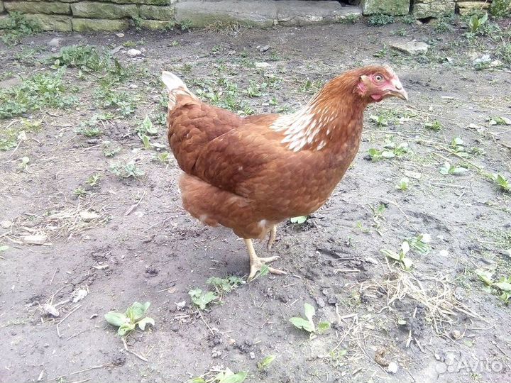 Куры несушки