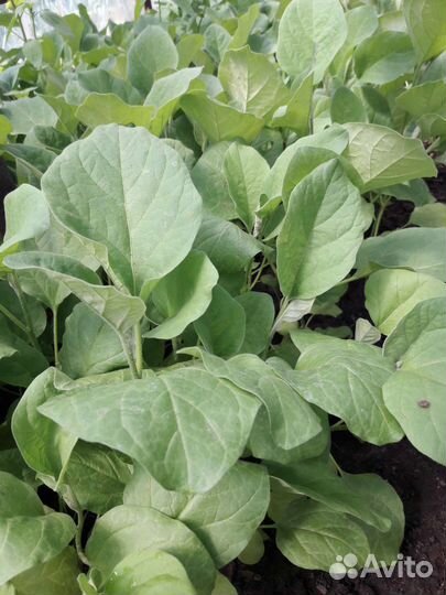 Рассада овощей