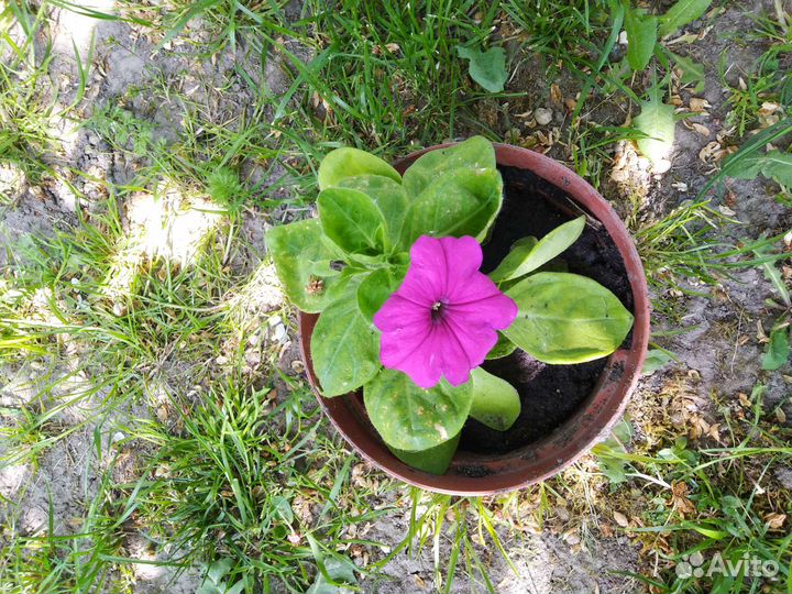 Рассада петунии фиолетовой