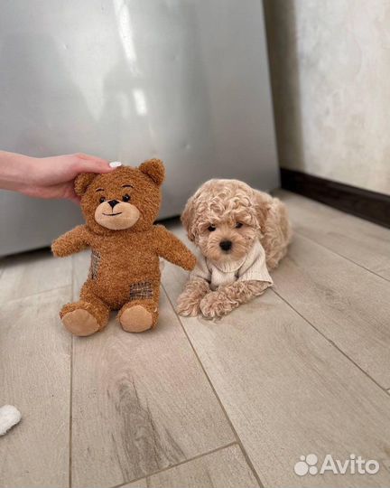 Крошка мальтипу ф1 корея супер мини тедди