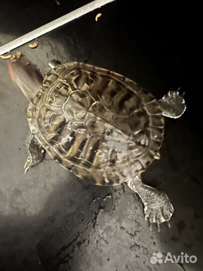 Красноухая черепаха