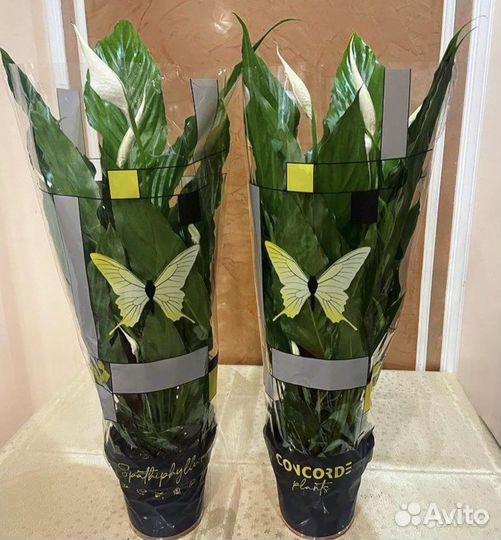 Спатифиллум