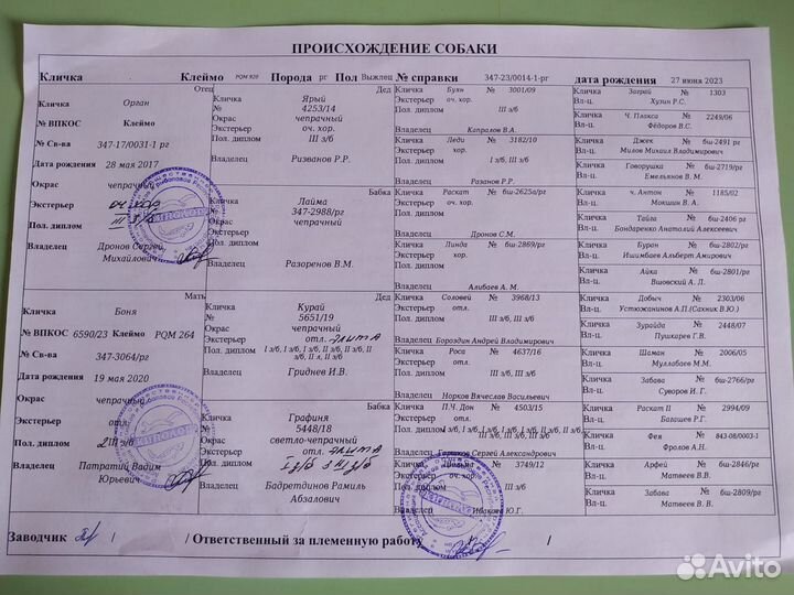 Щенки русской гончей