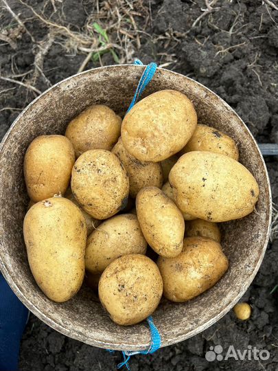 Капуста и картофель оптом