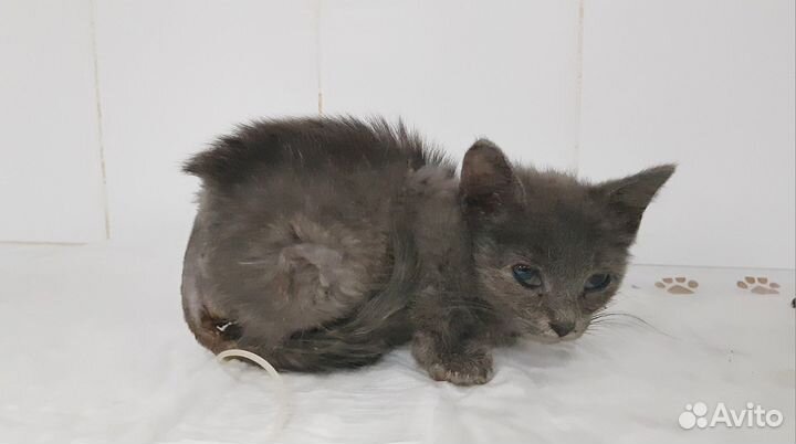 Нужна передержка с мед. уходом котенку или дом