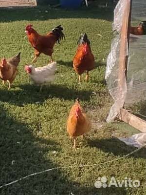 Домашняя птица