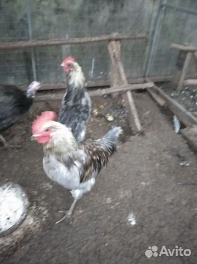 Молодые петухи