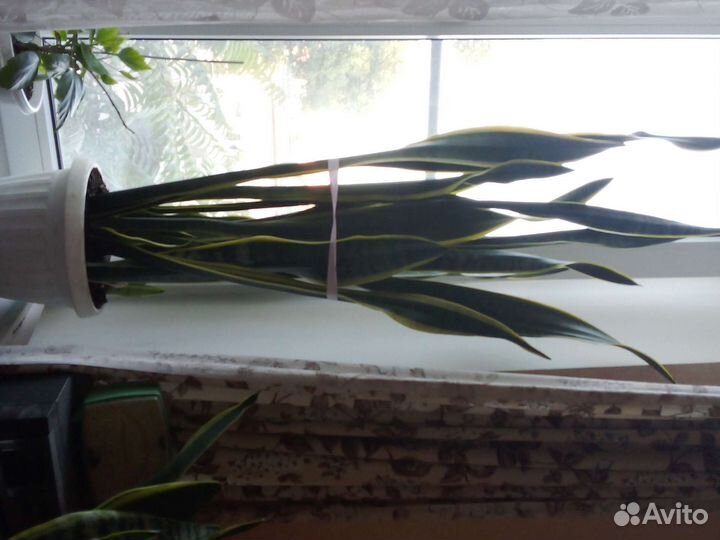 Сансевиерия голоден флем