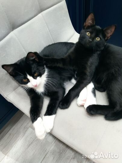 Кошки в добрые руки бесплатно