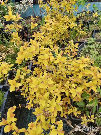 Спирея голден принцесс