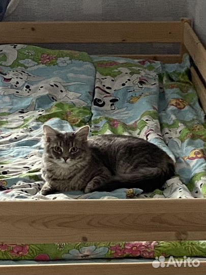 Британский кот серый