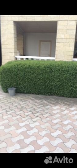 Кусты самшита