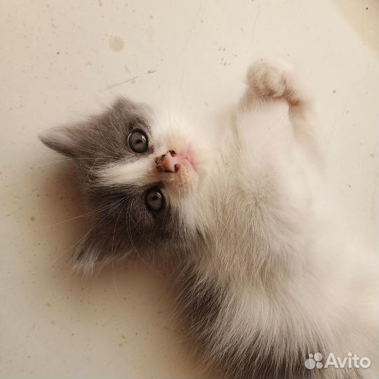 Котенок девочка бесплатно