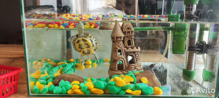 Продам черепашку с аквариумом