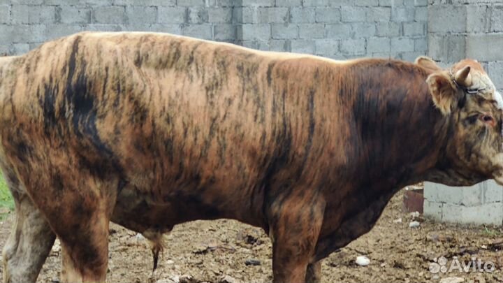 Бык,3 года производитель