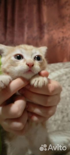 Продам котика бабтейл