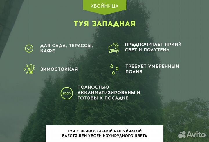 Туи вип Смарагд 1,8-2 м