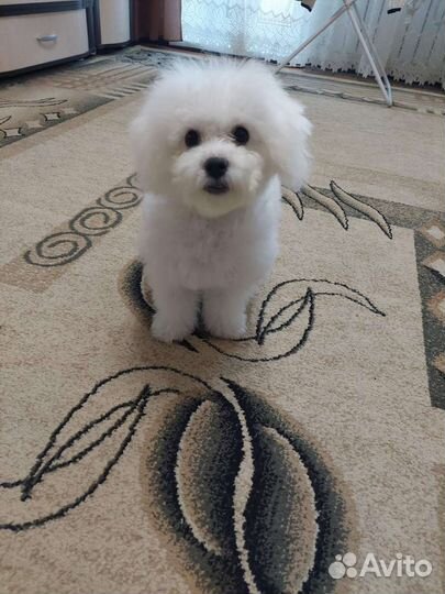 Щенки бишон фризе мини