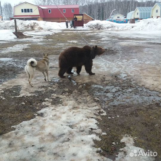 Рабочий кабель