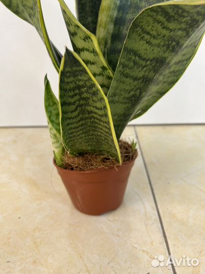 Сансевиерия