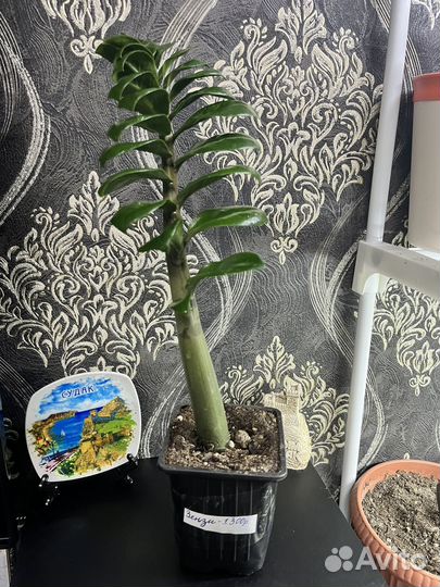 Замиокулькас Зензи