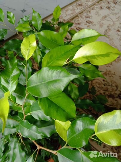 Фикус Бенджамина