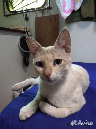 Тайская кошка