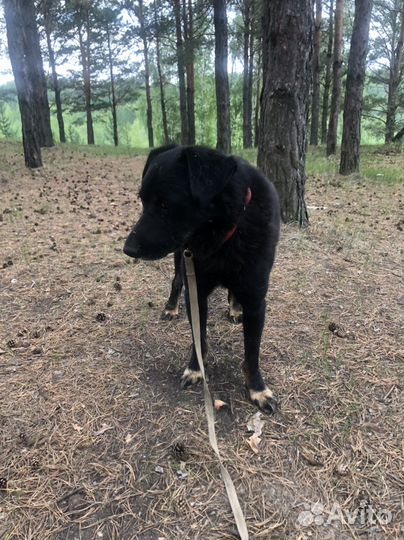 Собака в добрые руки