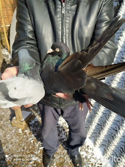 Голуби летные