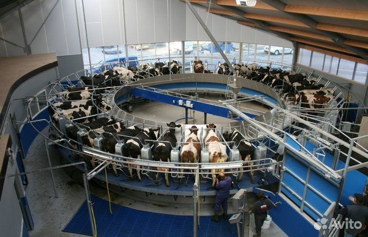 Израильский Доильный Зал SCR