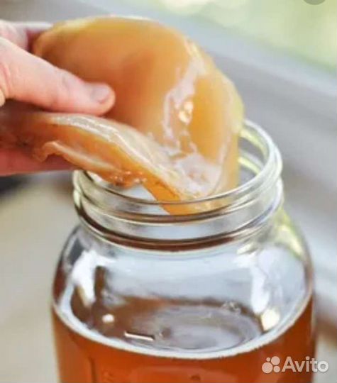 Чайный гриб