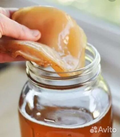 Чайный гриб