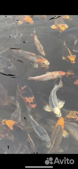 Карпы кои