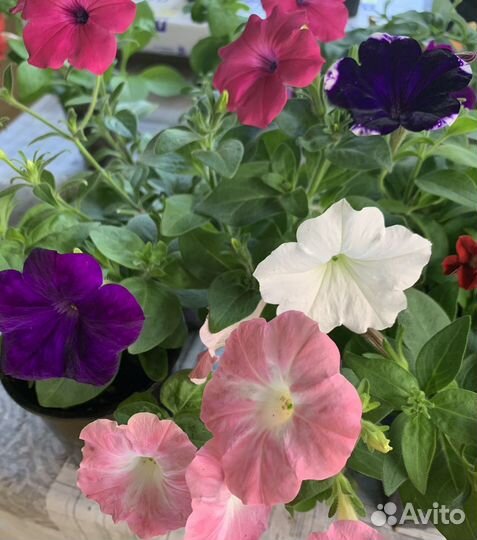 Петуния тайдал