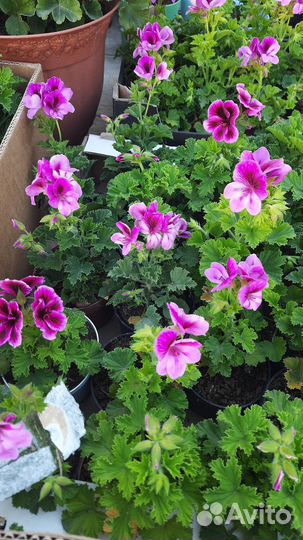 Герань королевская