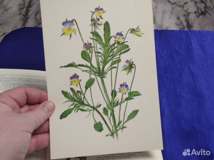 Лекарственные растения. Выпуск 5