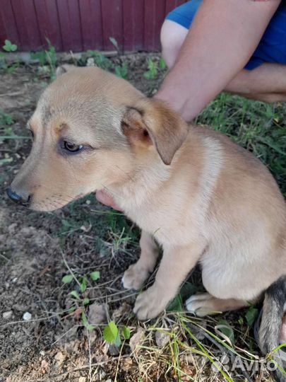 Щенок в добрые руки