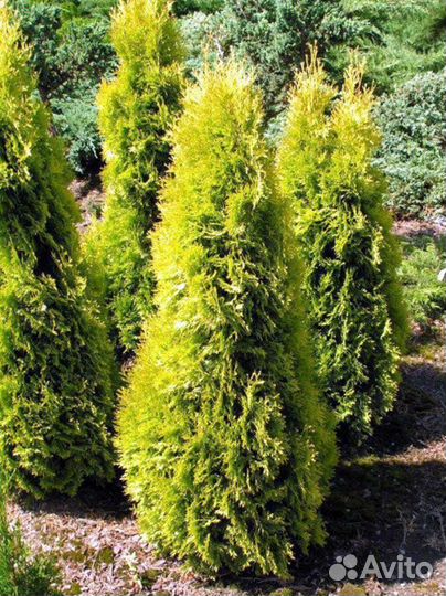 Можжевельник, Туя