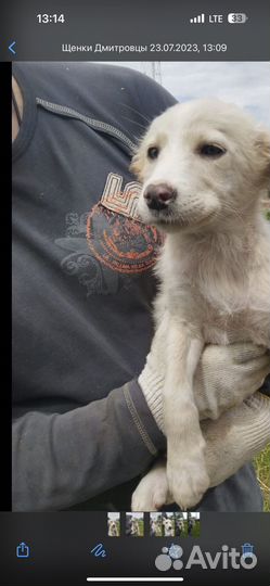 Щенки в дар